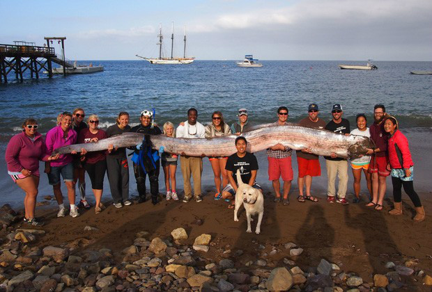 Peixe gigante de 5,4 m é encontrado normalmente a 900 m de profundidade (Foto: Catalina Island Marine Institute/AP