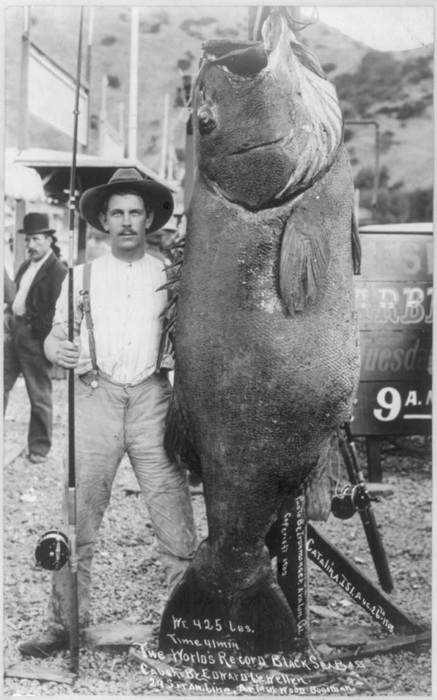 A biblioteca do Congresso dos EUA divulgou a imagem de um peixe enorme que foi fisgado pelo pescador Edward Llewellen há mais de 100 anos (Foto: Library of Congress/Reuters )