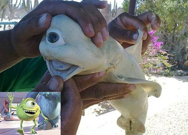 Filhote de tubarão lembra personagem Mike, da animação 'Monstros S/A'. (Foto: Reprodução)