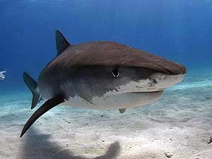 Jeff Horton escapou de tubarão ao dar socos nacabeça do animal (Foto ilustrativa: Albert Kok / BBC