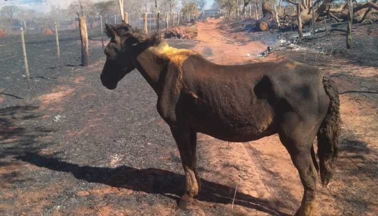 Fazendeiros correram para salvar animais - Foto: Midiamax 