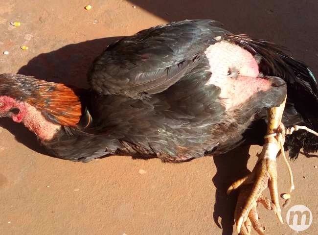 Foto - Divulgação (PMA) 