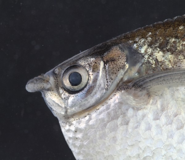 Algumas espécies sofreram mutações para se adaptar ao meio e conseguir sobreviver mesmo com oxigênio reduzido. — Foto: Imasul/Divulgação