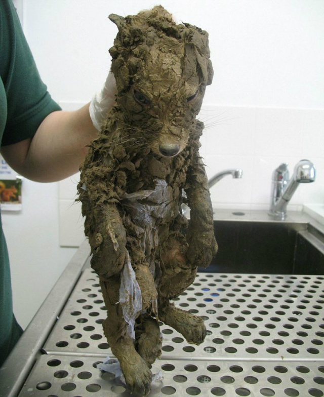 Animal misterioso foi resgatado em construção de Londres - Foto: Reprodução/South Essex Wildlife Hospital/Excl