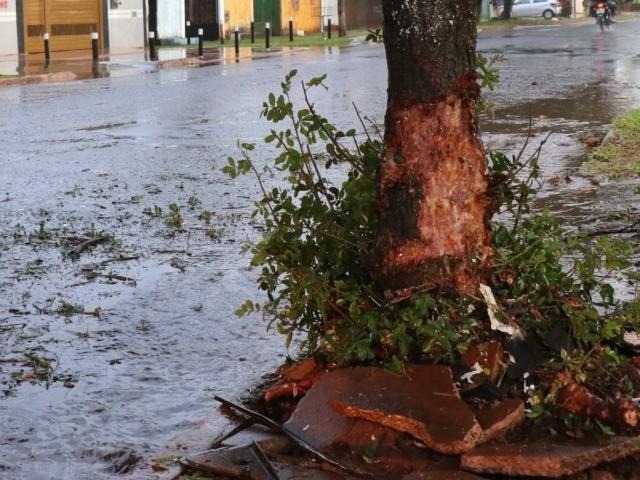 Carro bateu em árvore no cruzamento das ruas Anhembi com Graciliano Ramos, no bairro Aero Rancho. (Foto: Henrique Kawaminami)