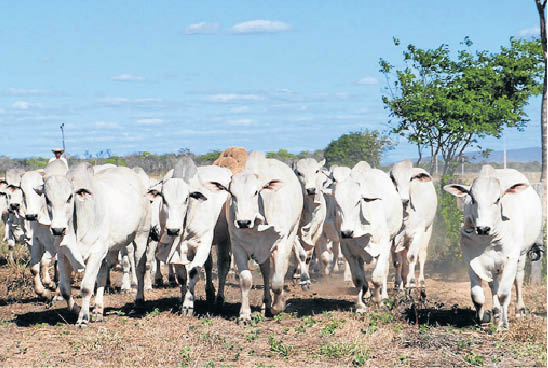 Oferta de gado para abate nos pastos do Estado está muito abaixo da necessidade (Foto: Divulgação)