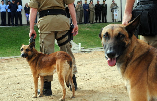 Fiscalização vai contar com cães farejadores em portos, aeroportos e postos de fronteiras. Foto: Divulgação