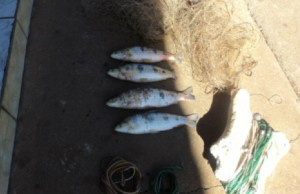 Peixes e redes foram apreendidos durante a ação (Foto: Divulgação/PMA)