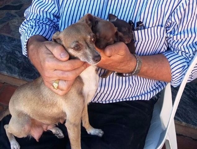 Guerreiro segura os cães que desapareceram nesta sexta. (Foto:Arquivo Pessoal)