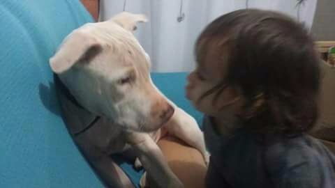 Valentina, de 1 ano e meio, e Bradok - (Foto: Arquivo pessoal)