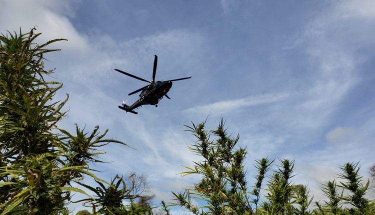 Agentes federais pousam em plantação de maconha.(Foto: Senad)