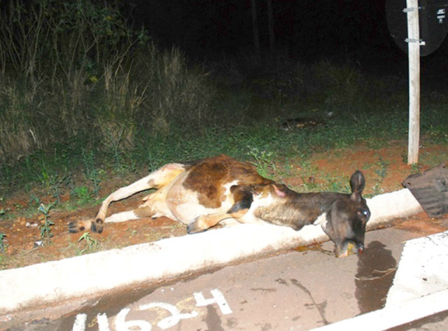 O animal morreu na hora e foi arremessado para fora da rodovia (Foto: Da Hora Bataguassu)
