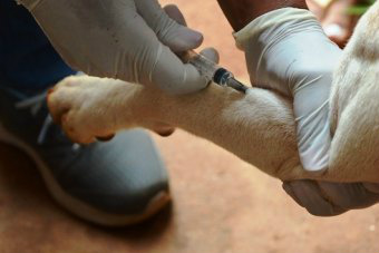 Coleta de sangue - teste Leishmaniose - Guanabara. Foto: Assessoria PMTL.