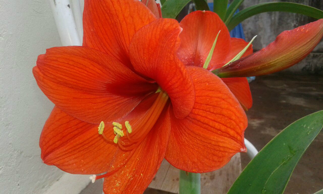 Flores do quintal de D. Áurea Alcamin da Silva. Fotos: Marcio Ribeiro/ Rádio Caçula.