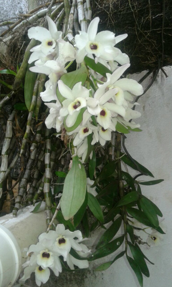 Flores do quintal de D. Áurea Alcamin da Silva. Fotos: Marcio Ribeiro/ Rádio Caçula.
