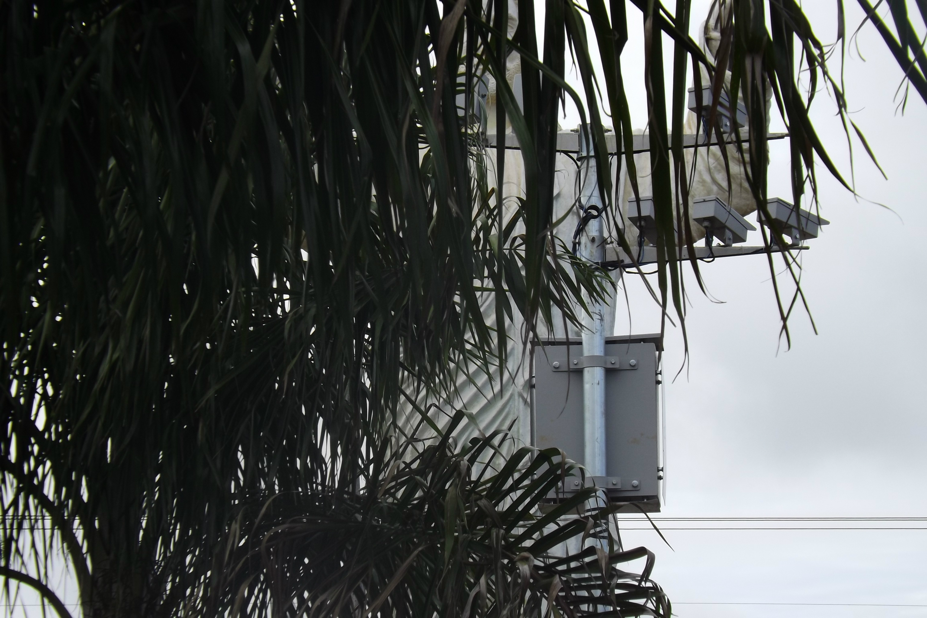 Escondido sob as folhagens, o 