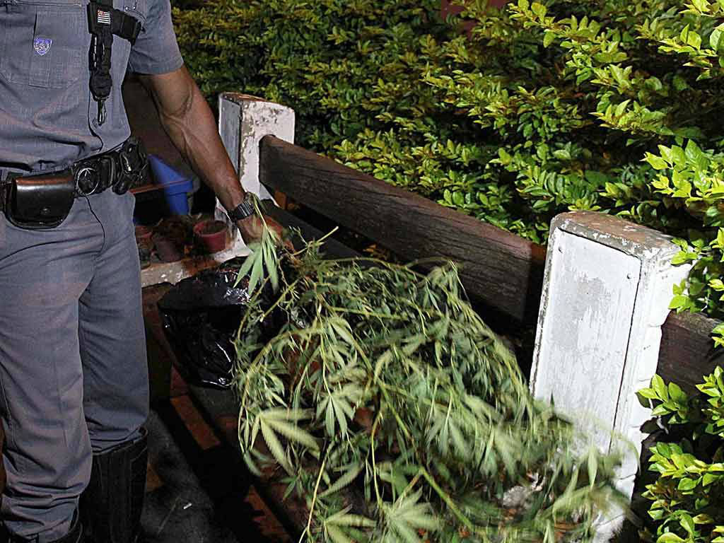 Plantação de maconha foi apreendida pela polícia