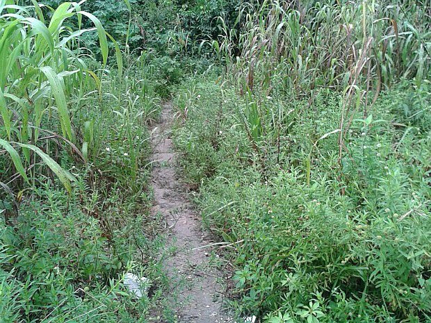 Polícia faz buscas na mata da Reserva Florestal Adolpho Ducke (Foto: Rosianne Couto/G1 AM)