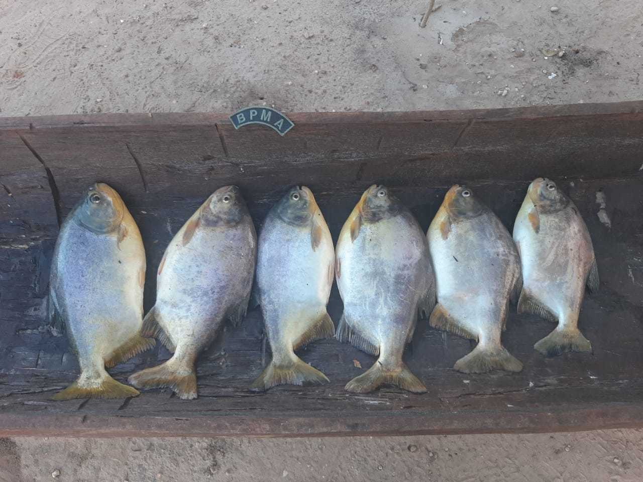 Corretor de imóveis capturou 6 exemplares de Pacu no Rio Piquiri (Foto: Divulgação/PMA) - CREDITO: CAMPO GRANDE NEWS