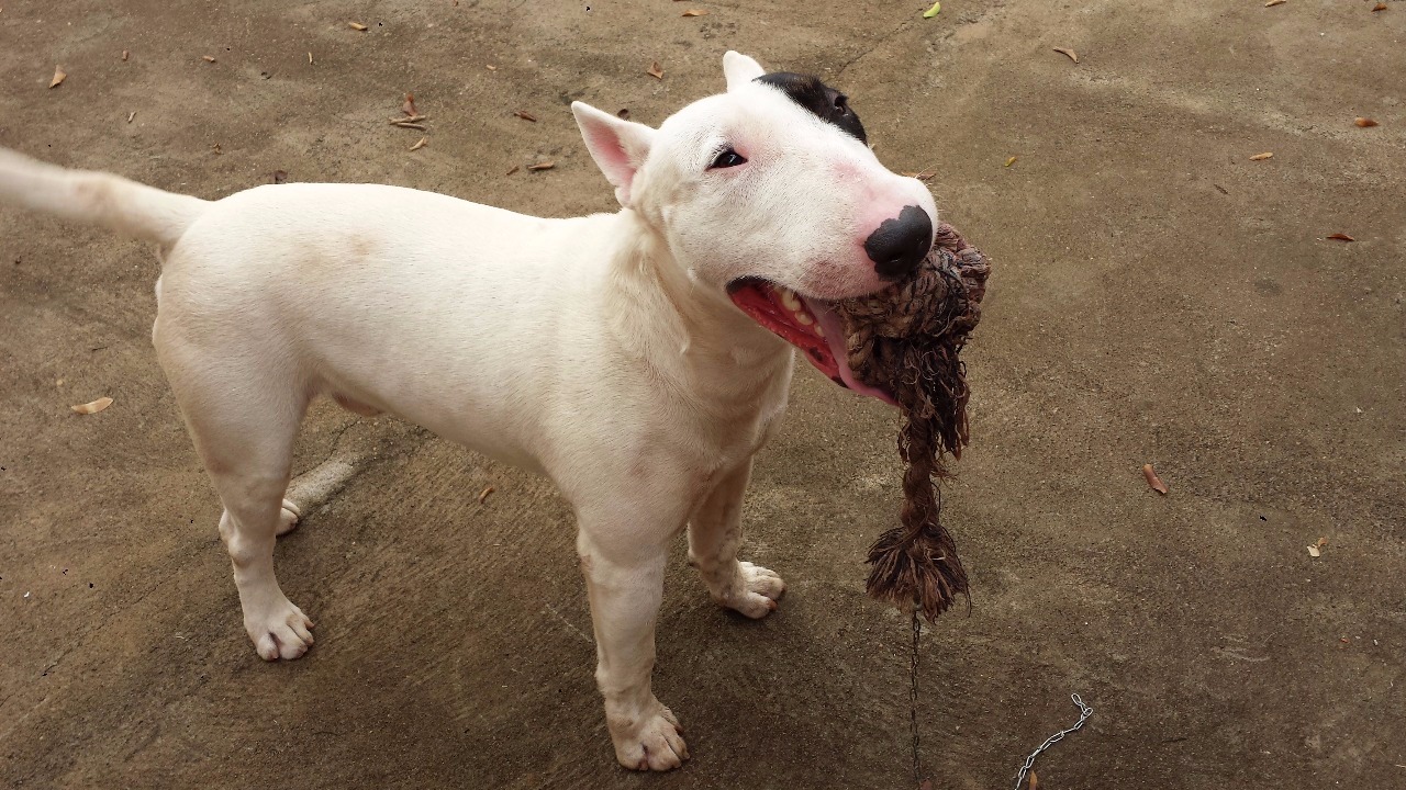 Informações sobre o paradeiro de Sparky pode entrar em contato pelo telefone (67) 99215--5565 ou WhatsApp. Falar com Fernanda. (Foto: Arquivo família)