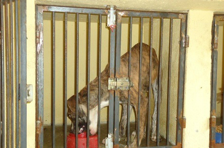 Animais estavam sem água ou alimentação e em condições precáriasDivulgação/Pm
