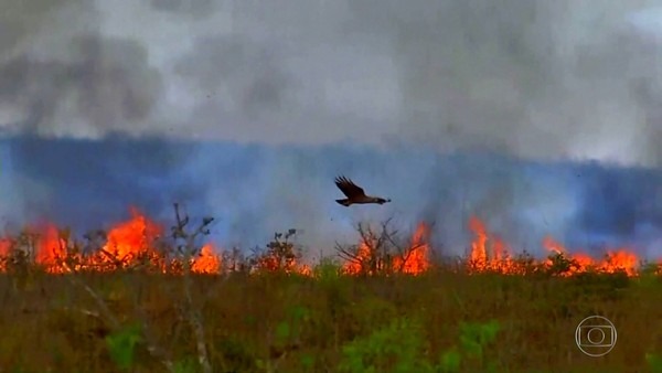 queimadas Pantanal — Foto: Jornal Nacional/ Reprodução