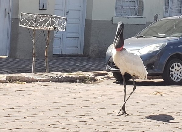 O pecuarista que registrou o animal ficou encantado com a cena — Foto: Carlos Eduardo Sanches Mônaco/Arquivo pessoal