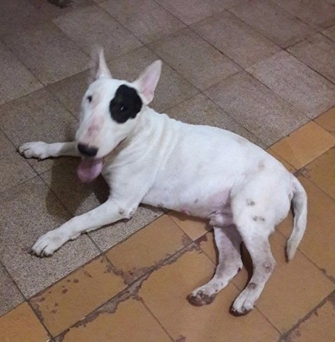 Sparky foi encontrado ontem (21). (Foto: Redes Sociais)
