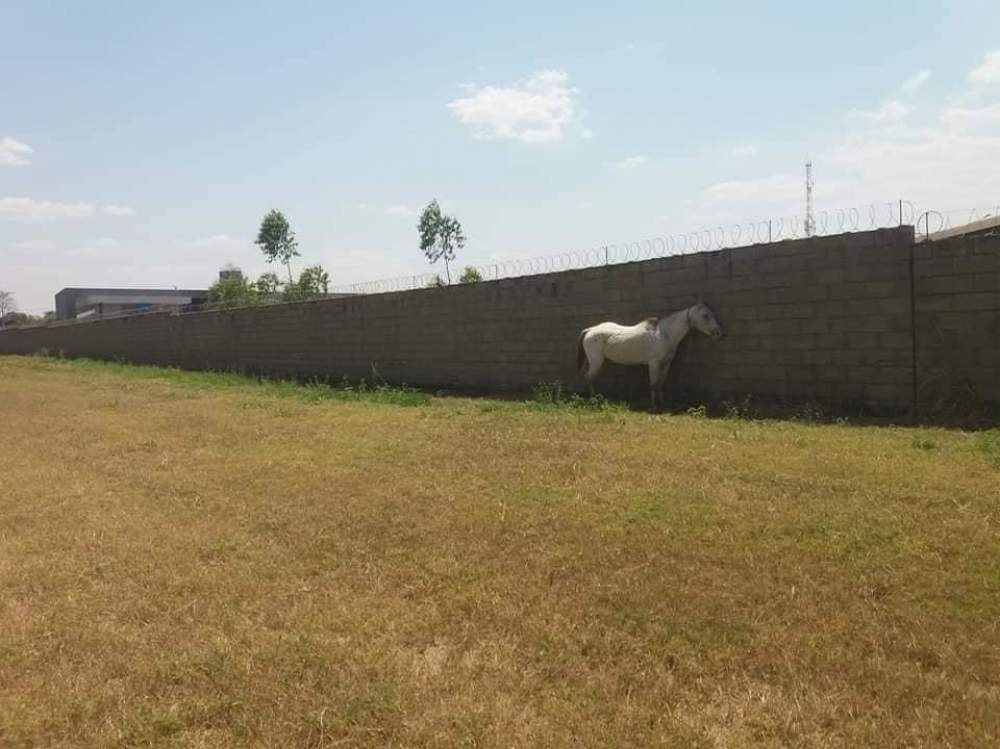 Cavalo buscava sombra para se proteger. Foto: Hoje Mais