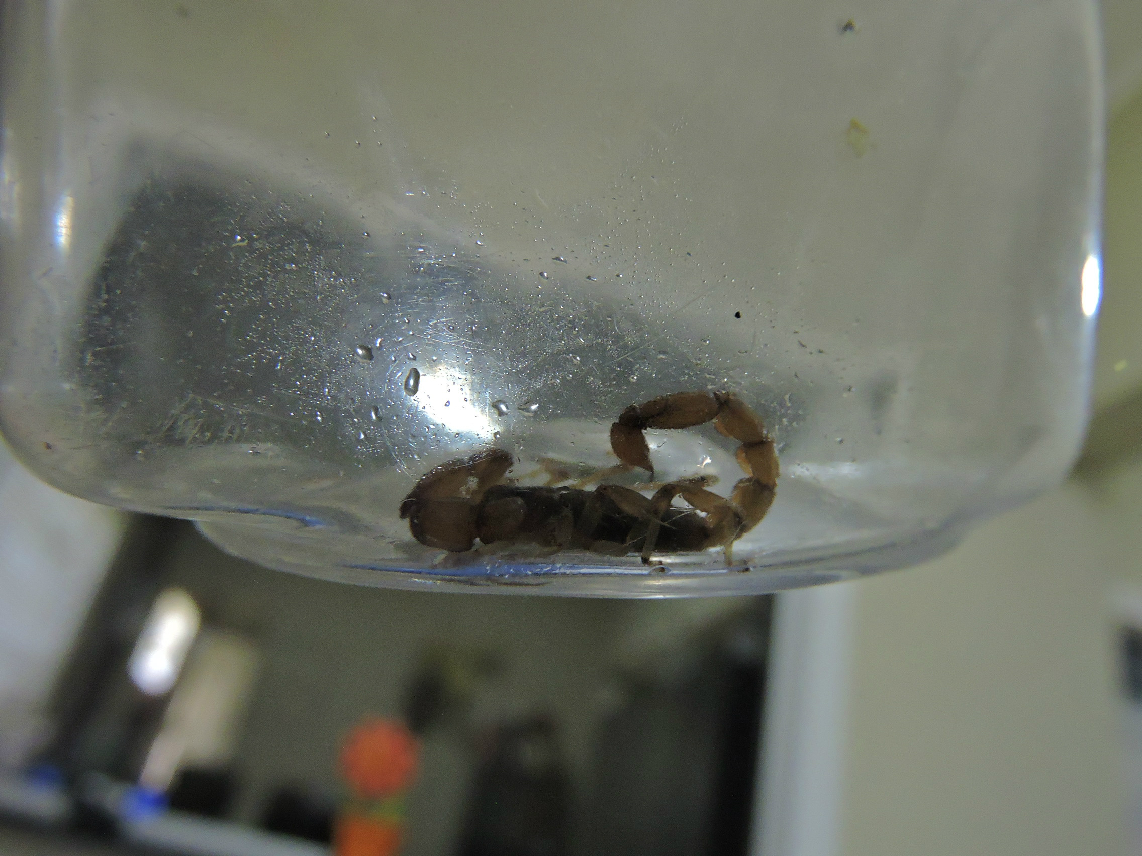 Morador o capturou dentro de sua residência (Foto Rádio Caçula)