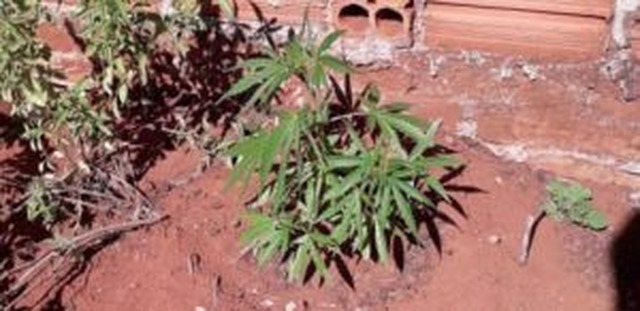 Pé de maconha encontrado pelos policiais na zona rural de Paranaíba (MS). Foto: Comunicação do CPA-2