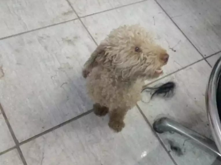 Beethoven já vivia há 8 anos com a família. (Foto: Divulgação)