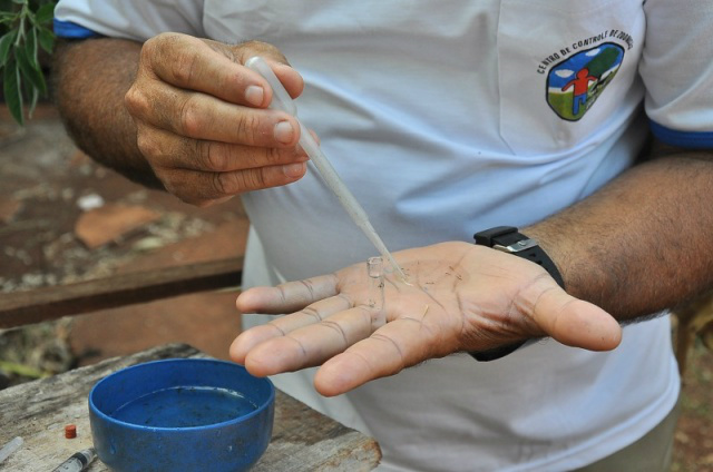Alto índice de infestação do transmissor nos bairros reflete no aumento de casos de dengue (Foto: A. Frota/Divulgação)