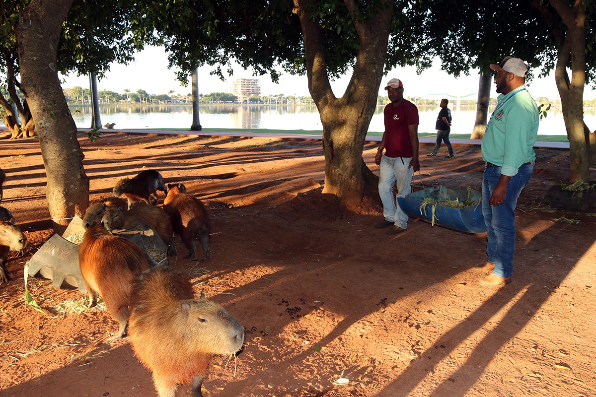 As capivaras que vivem no local já sentem os efeitos da estiagem e começam a buscar o que comer nas ruas e bairros próximos. Foto: Prefeitura Municipal de Três Lagoas