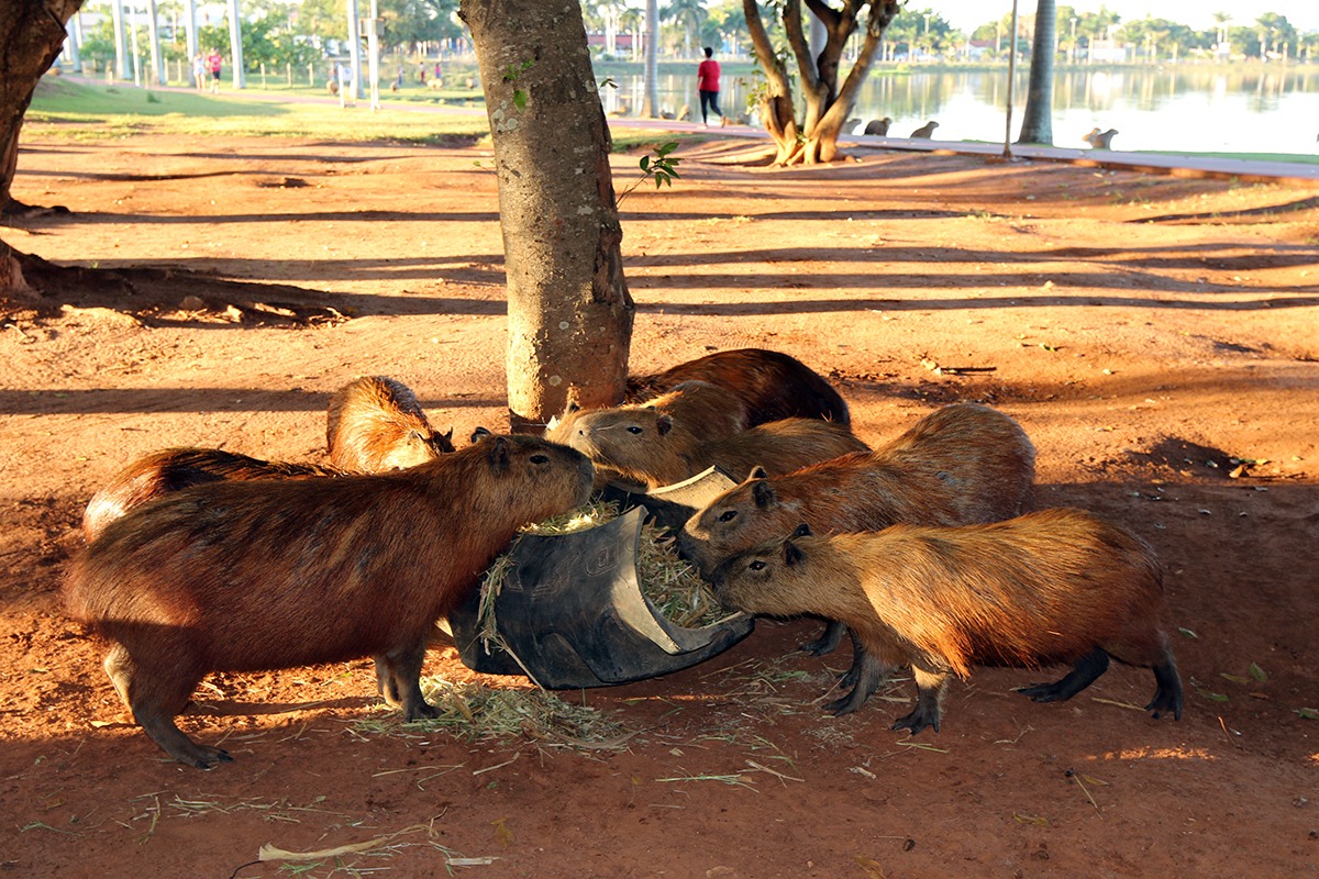 Foto: Prefeitura Municipal de Três Lagoas