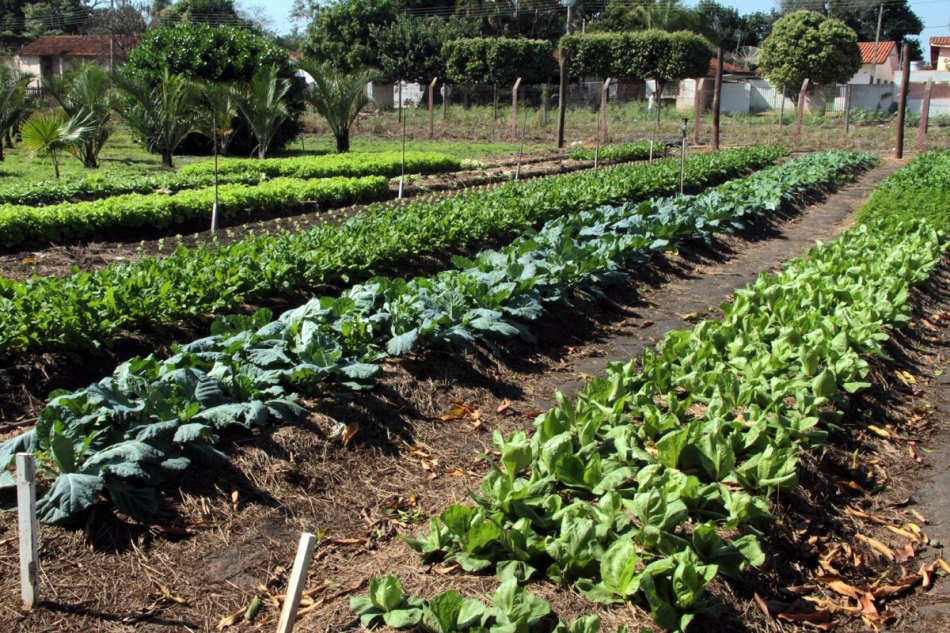 Hortaliças foram cultivadas de forma orgânica em uma horta experimental (Foto: Assessoria de Imprensa)