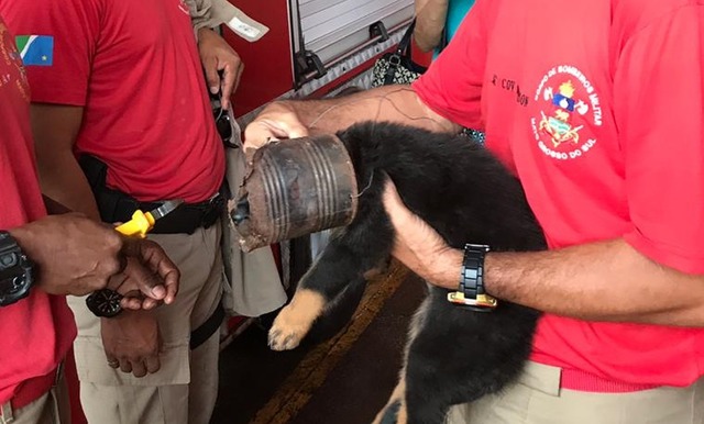 Bombeiros retiram lata da cabeça de cachorro em MS — Foto: Corpo de Bombeiros/Divulgação