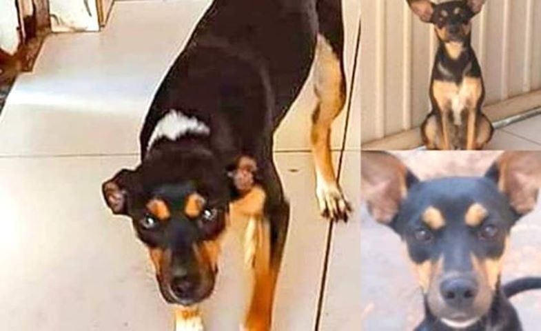 Família de Três Lagoas (MS) esta a procura do seu cachorro “Costelinha” e oferece gratificação para quem encontrar. Foto: Arquivo pessoal