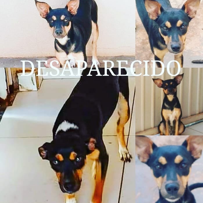 Família de Três Lagoas (MS) esta a procura do seu cachorro “Costelinha” e oferece gratificação para quem encontrar. Foto: Arquivo pessoal