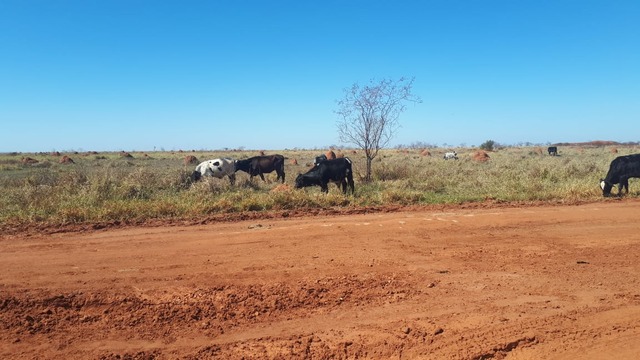 Os proprietários do gado abriram cerca e utilizavam a área protegida de reserva legal para a criação dos animais - Foto: PMA/MS
