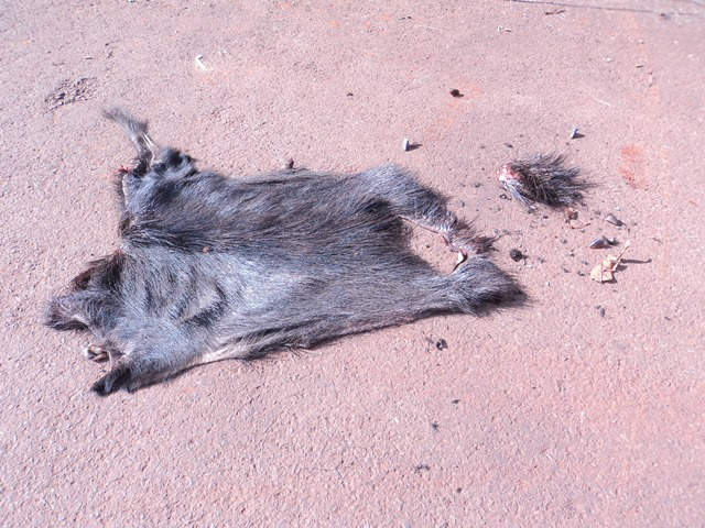 Couro do animal encontrado nas proximidades da residencia do infrator. Foto: Policia Militar Ambiental