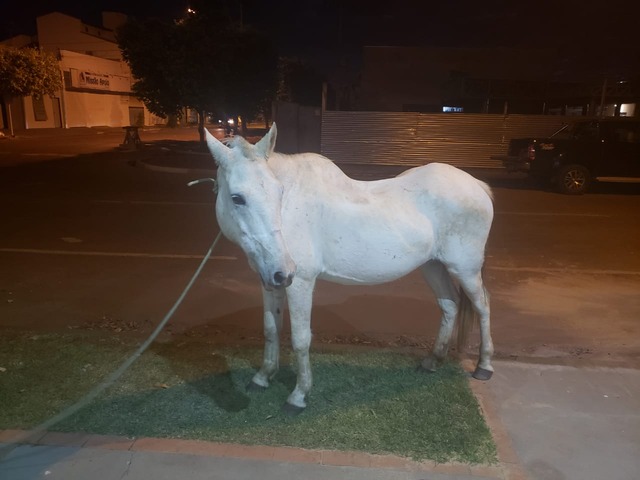 O animal foi encontrado andando sozinho pela rua João Carrato, no Centro de Três Lagoas. Foto: Reprodução.