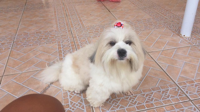Teddy - cachorrinho da raça Shih-tzu perdido. Foto: Arquivo pessoal.