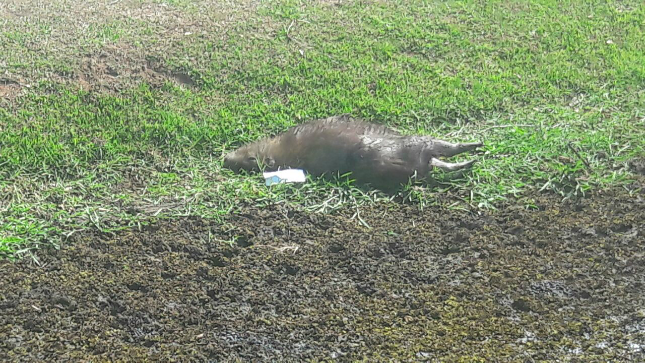 A Capivara amanheceu morta na orla da Lagoa Maior. Foto: Rádio Caçula
