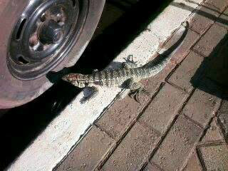 Foto: Repórter News