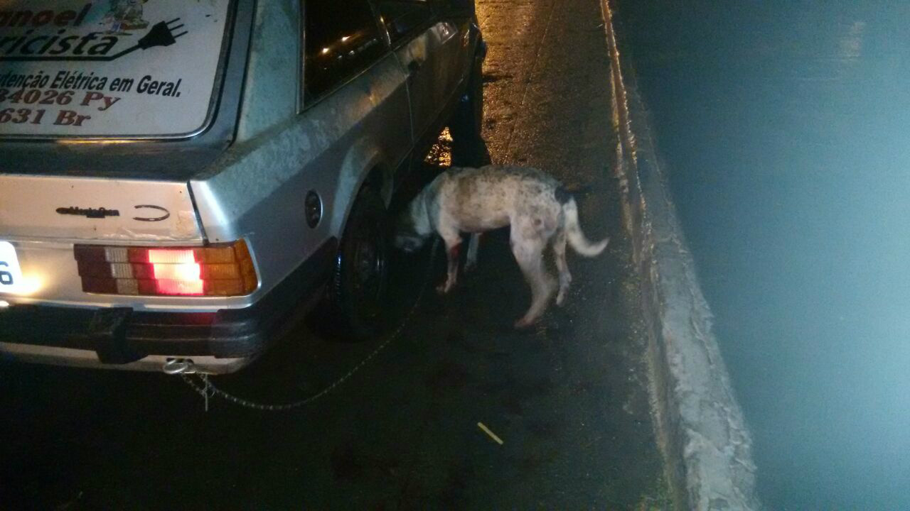 Animal ficou com ferimentos pelo corpo - Foto: WhatsApp/Correio do Estado