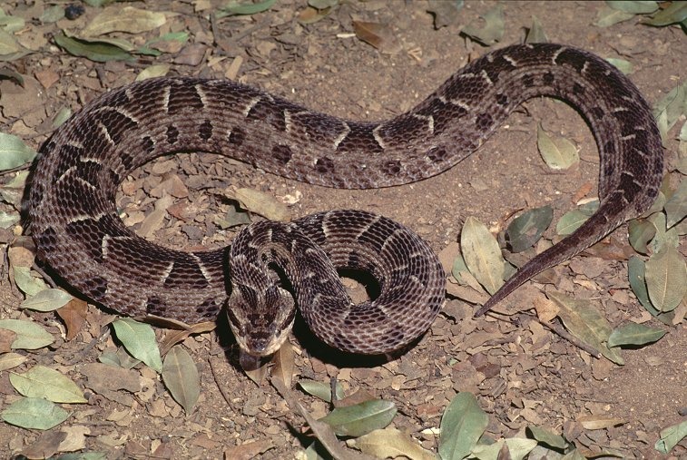 Motorista de ambulância de Água Clara, morre ao ser picado por jararaca boca de sapo. Foto: Blog da Biodiversidade