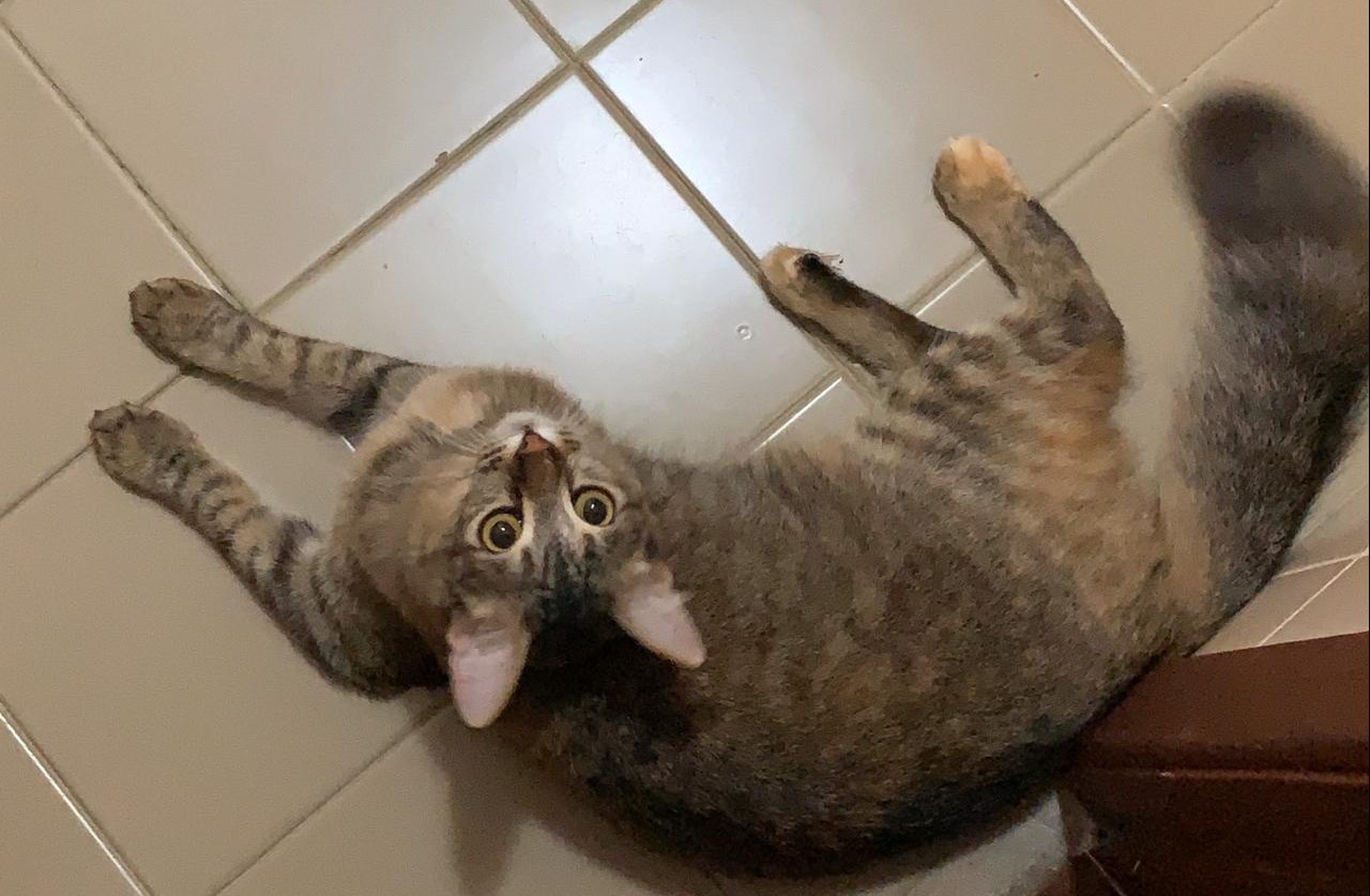 Família procura pela sua felina “Agnes” e oferece gratificação para quem encontrar. Foto: Arquivo Pessoal