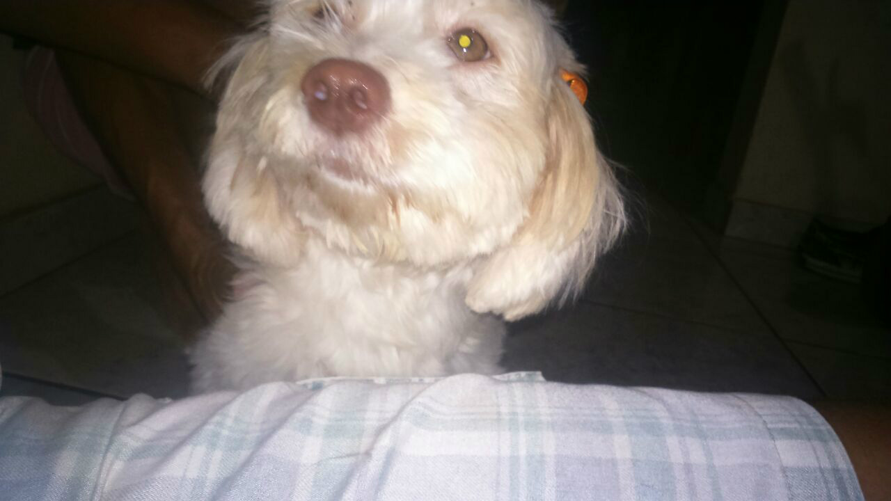 A cachorrinha foi encontrada perto da rodoviária de Três Lagoas (MS). Foto: Enviada por internauta.