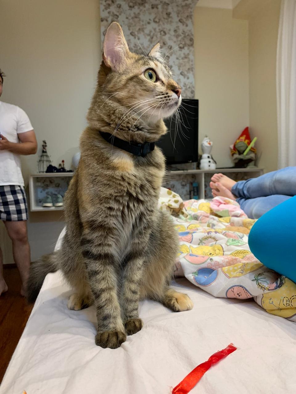Família procura pela sua felina “Agnes” e oferece gratificação para quem encontrar. Foto: Arquivo Pessoal